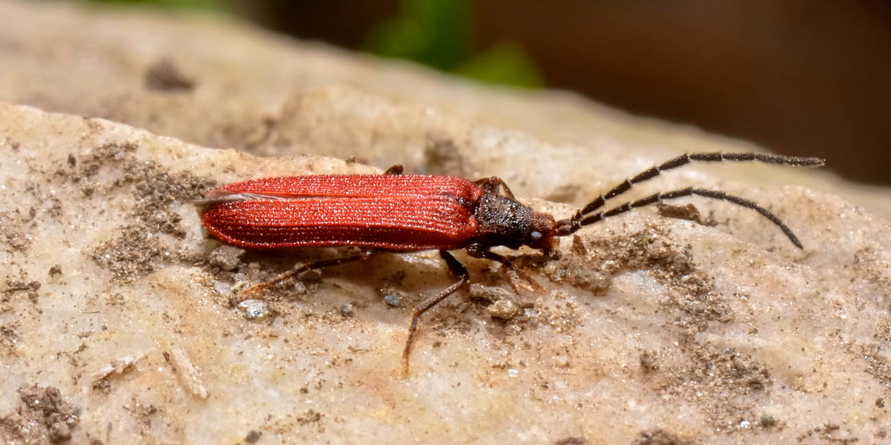 Omalisus taurinensis  (Omalisidae)